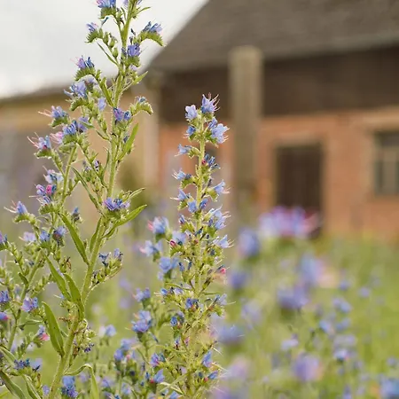 Zur Ehemaligen Baeckerei Beenz (Uckermark)